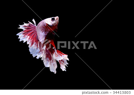 siamese fighting fish isolated on black background siamese fighting fish isolated on black background 34413803