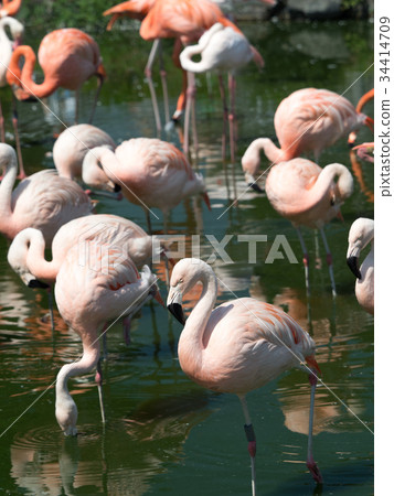 火烈鳥 火烈鳥 34414709