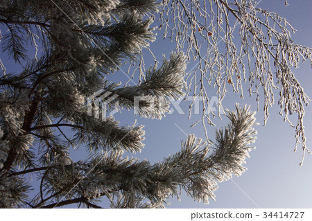 spruce tree branches nature 34414727
