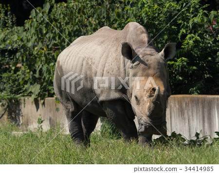 白犀牛 白犀牛 34414985