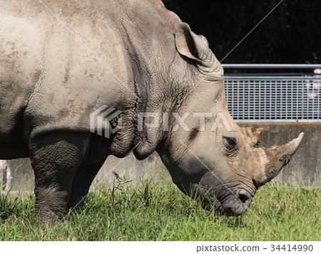 White rhino 34414990