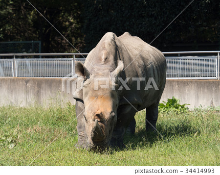 白犀牛 白犀牛 34414993