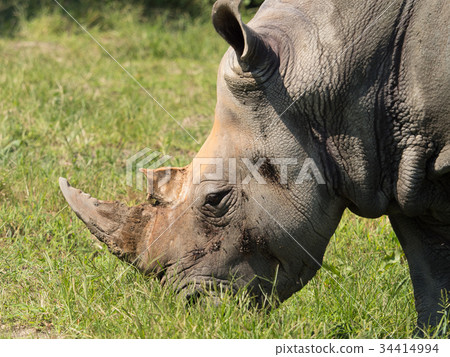 白犀牛 白犀牛 34414994