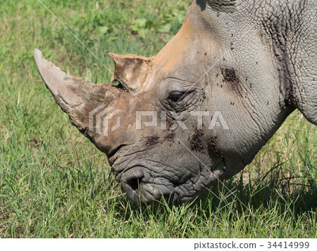 白犀牛 白犀牛 34414999