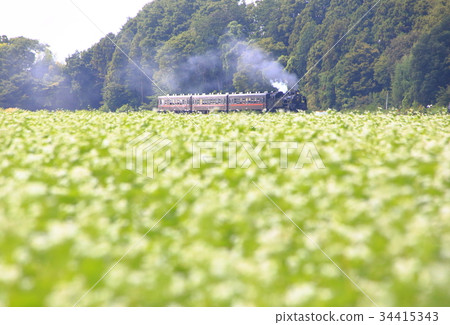 Moka Railway SL and Soba Flower 34415343