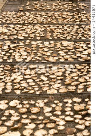 Making dried shiitake Making dried shiitake 34415675