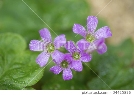 Murasaki Kabaki Murasaki Kabaki 34415856