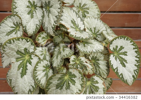 Begonias 05 Begonias 05 34416382