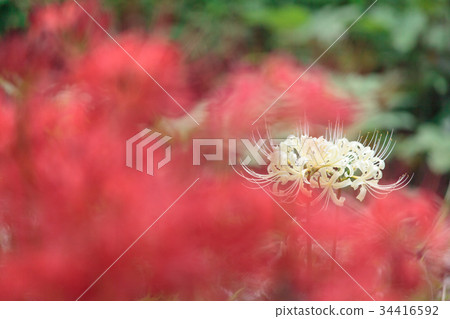 Autumn flower Autumn flower 34416592