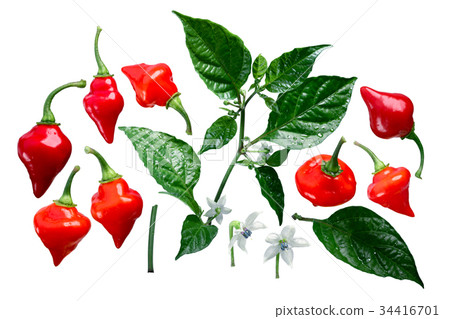 Chupetinho Biquinho C. chinense elements, paths 34416701