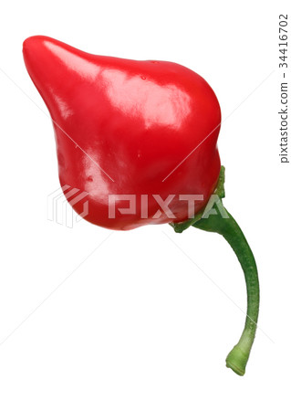 Chupetinho Biquinho C. chinense pod, paths 34416702