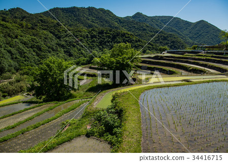 Shozushima Senmaida Nakayama Nakayama rice field immediately after planting 34416715