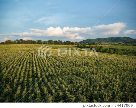 Cornfield farm Cornfield farm 34417009