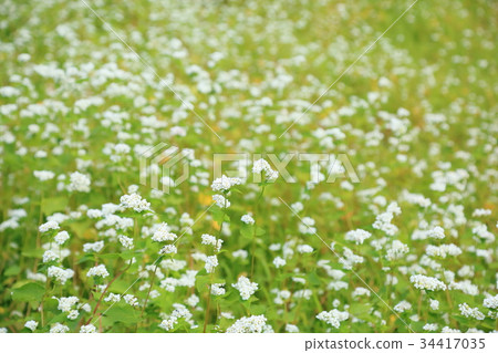 Buckwheat flowers 34417035