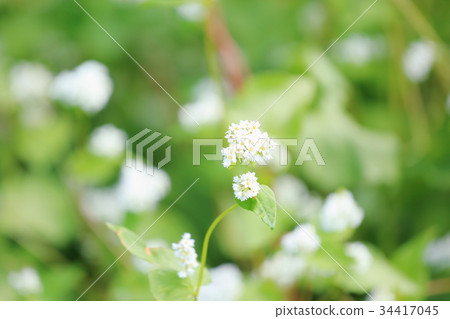 Buckwheat flowers Buckwheat flowers 34417045
