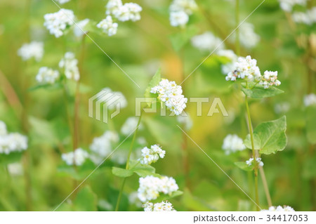 Buckwheat flowers Buckwheat flowers 34417053