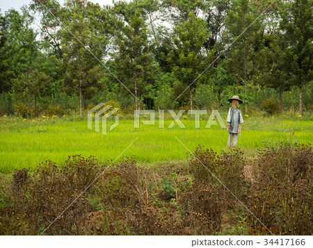 Scarecrow in the rice field Scarecrow in the rice field 34417166