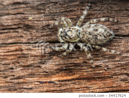 close up spider on wood background close up spider on wood background 34417624