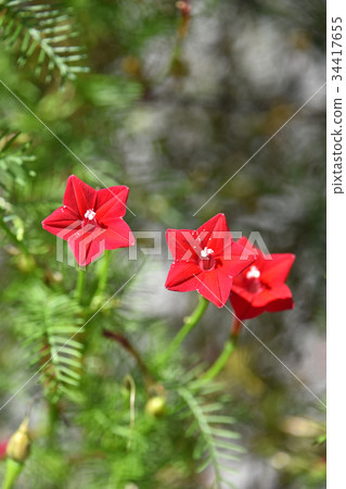 路邊的（紅色的） 34417655