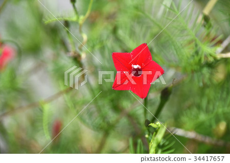 Luciferous (red rush) 34417657