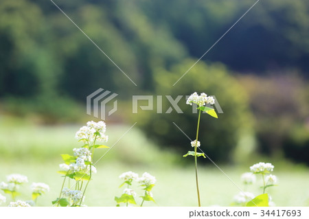 Buckwheat flowers Buckwheat flowers 34417693
