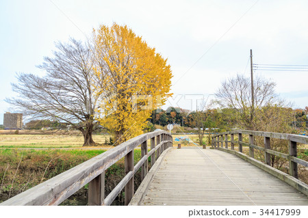 One large ginkgo that lives in Minuma rice field Shimoyamaguchi Nitta One large ginkgo that lives in Minuma rice field Shimoyamaguchi Nitta 34417999