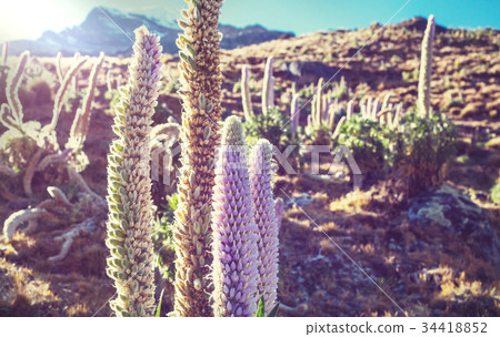 Flowers in Cordillera 34418852