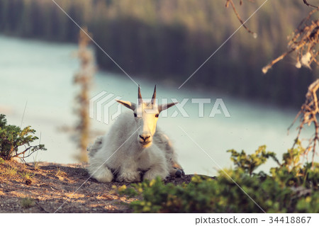 Mountain goat 34418867