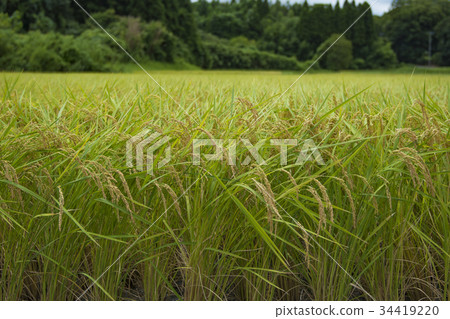 Rural landscape 34419220