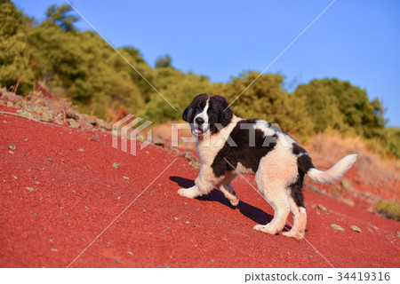 landseer dog landseer dog 34419316