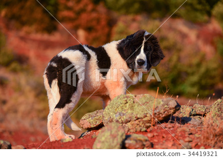 landseer dog landseer dog 34419321