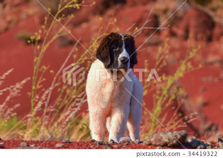 landseer dog 34419322