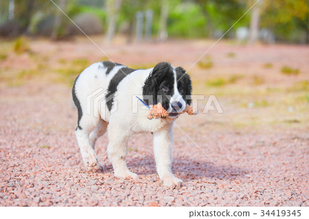 landseer dog landseer dog 34419345