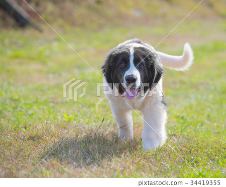 landseer dog landseer dog 34419355