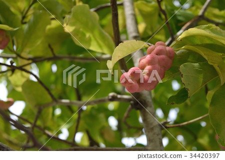 Kobushi fruit 34420397