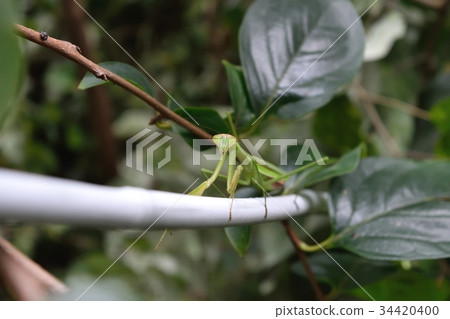 Mantis Mantis 34420400