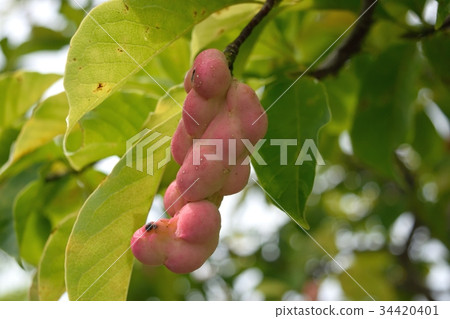 Kobushi fruit 34420401