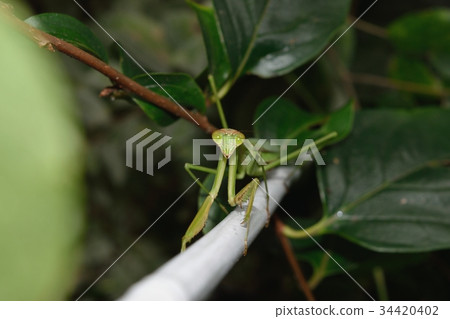 螳螂 螳螂 34420402