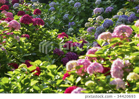 Hydrangea, Taejongsa, Yeongdo, Busan, Korea 34420693