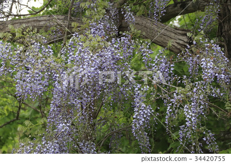 紫藤花 34420755