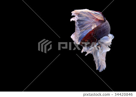 siamese fighting fish isolated on black background siamese fighting fish isolated on black background 34420846
