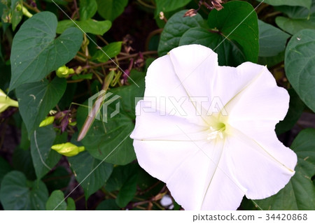 Yorgao(夜間臉) Yorgao(夜間臉) 34420868