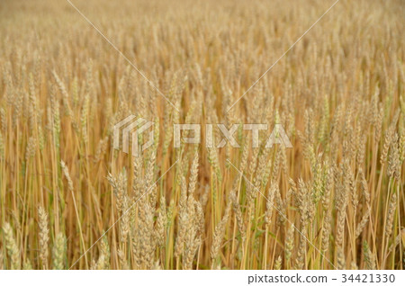 單面麥田(斜裡町,斜裡郡,北海道) 單面麥田(斜裡町,斜裡郡,北海道) 34421330