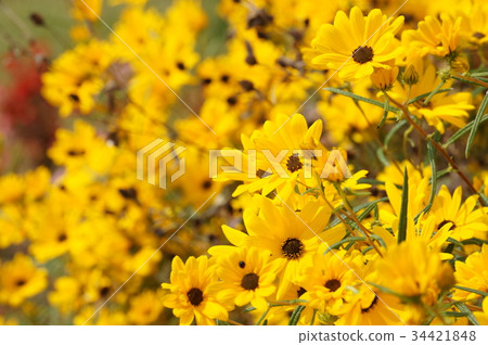 葵花 葵花 34421848