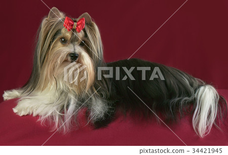 Beautiful male Beaver Yorkshire Terrier with bow 34421945