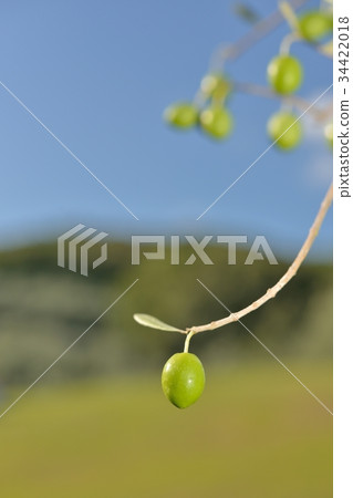 Olive 34422018