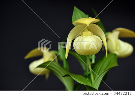 Hokkaido Rebun Island Rare Raven Atsumoriso 34422212