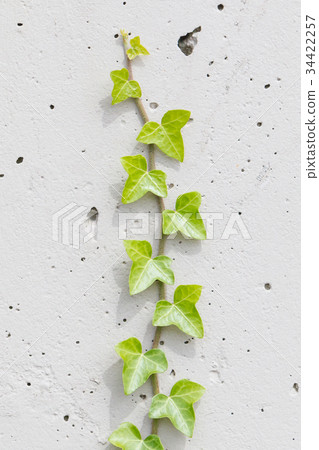 Old cement wall background with ivy climbing tree 34422257