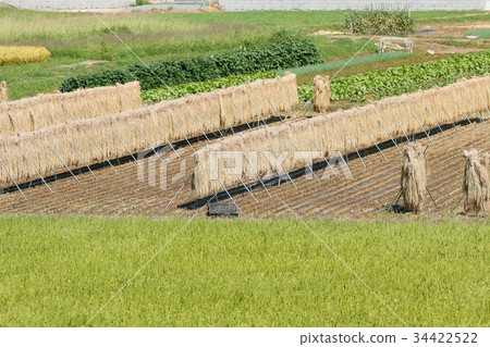 米飯乾燥 34422522