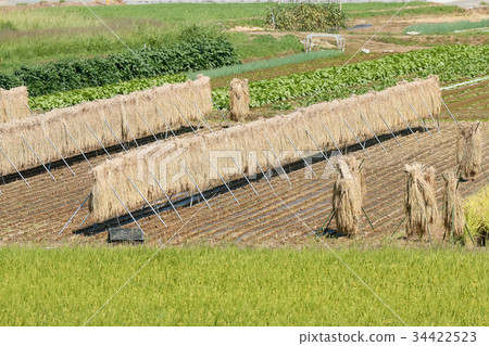 米飯乾燥 34422523